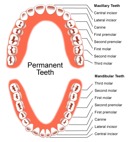 Diagram of the human upper and lower permanent teeth for