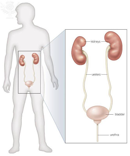 Schematic view of the human urinary system with their components.