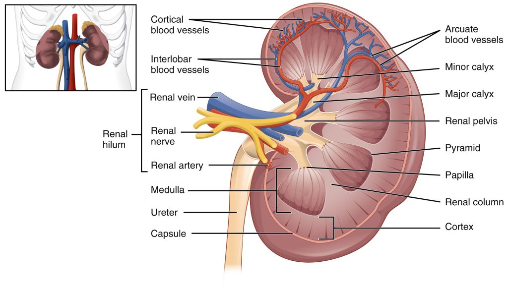 Figure 3 - Diagram showing blood vessels of the human kidney with labels.