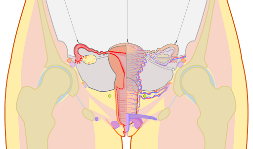 Diagram of frontal section female reproductive organs