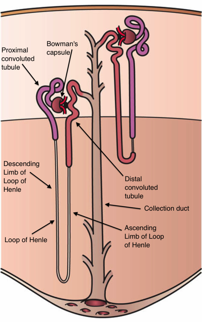 Figure 2 - Diagram showing two nephrons, a cortical nephron (right) and a juxta-medullary nephron (left), both draining into one collecting duct.