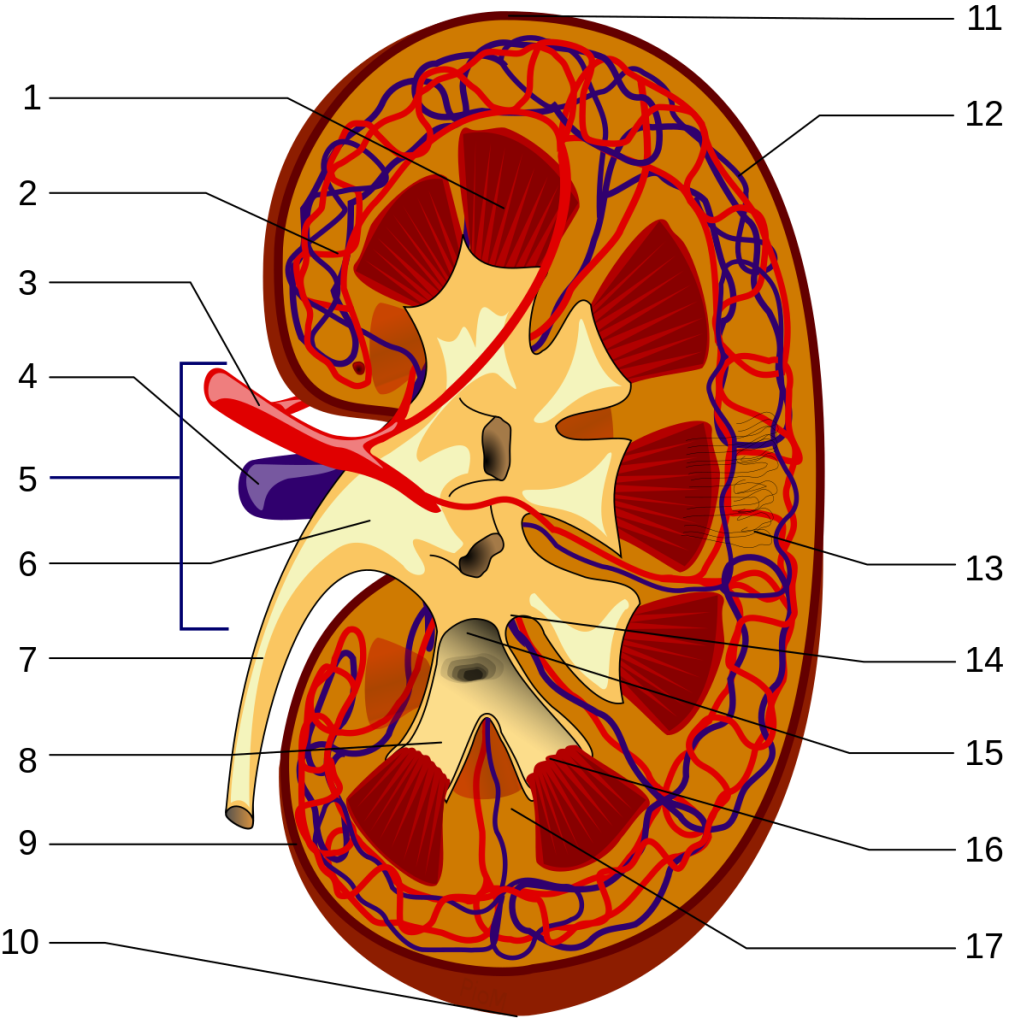 Figure 7 - Sagittal section of kidney to label internal structures of a kidney, numbers 1-17.