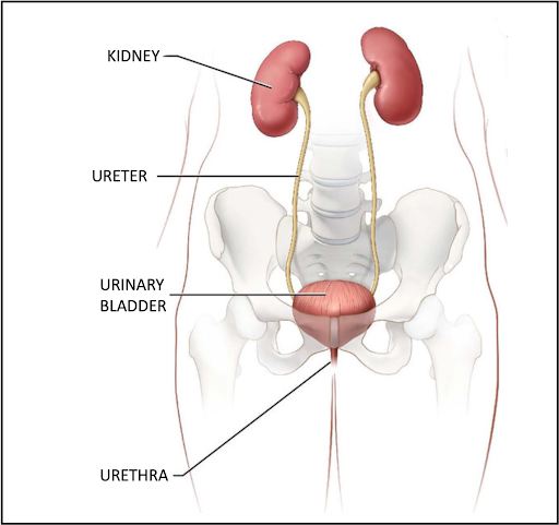 Figure 1 - A diagram of the urinary system showing the kidneys, ureters, urinary bladder and urethra.