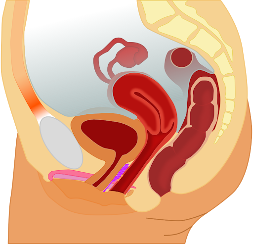 Diagram of midsagittal section of female pelvis