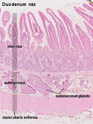 magnified image of the epithelium lining including the muscularis externa, submucosa, mucosa, and submucosal glands.