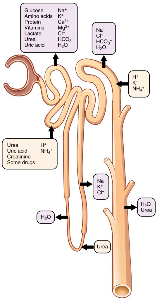 Figure 5 - Diagram of a nephron of the kidney, showing substances that are absorbed or secreted.