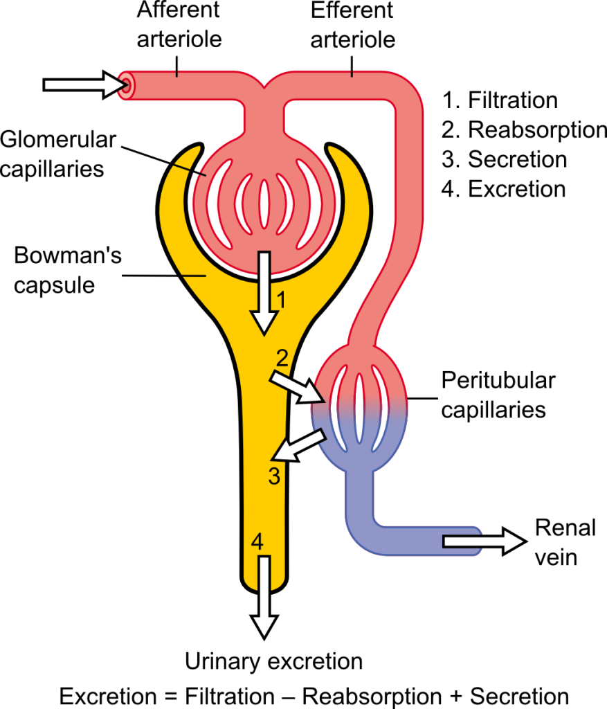 Figure 4 - Diagram showing the physiology of the nephron with its processes: 1. Filtration, 2. Reabsorption, 3. Secretion and 4. Excretion.