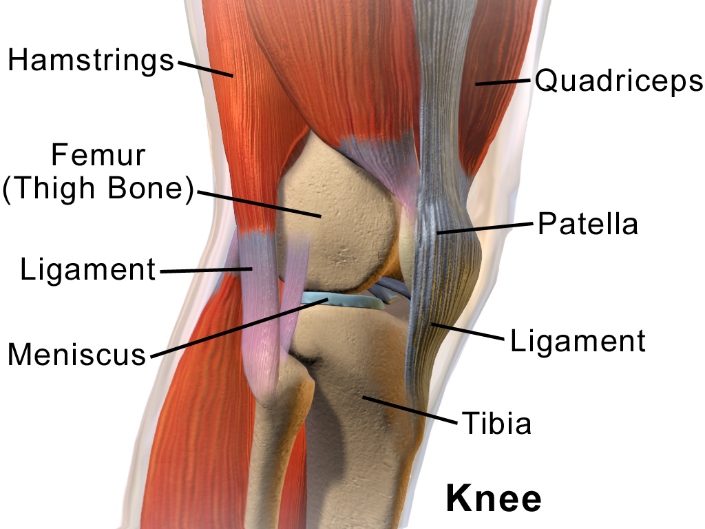 image of knee anatomy with parts labeled