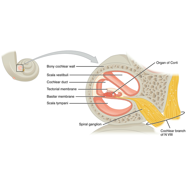 The image labels key structures inside the cochlea, including the scala vestibuli, scala tympani, and the organ of Corti. It shows how sound vibrations are transmitted through the cochlea and converted into nerve impulses.