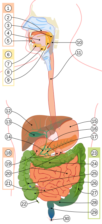 The gastrointestinal tract, also called the digestive tract, alimentary canal, or gut, is the system of organs within multicellular animals that takes in food, digests it to extract energy and nutrients, and expels the remaining waste.