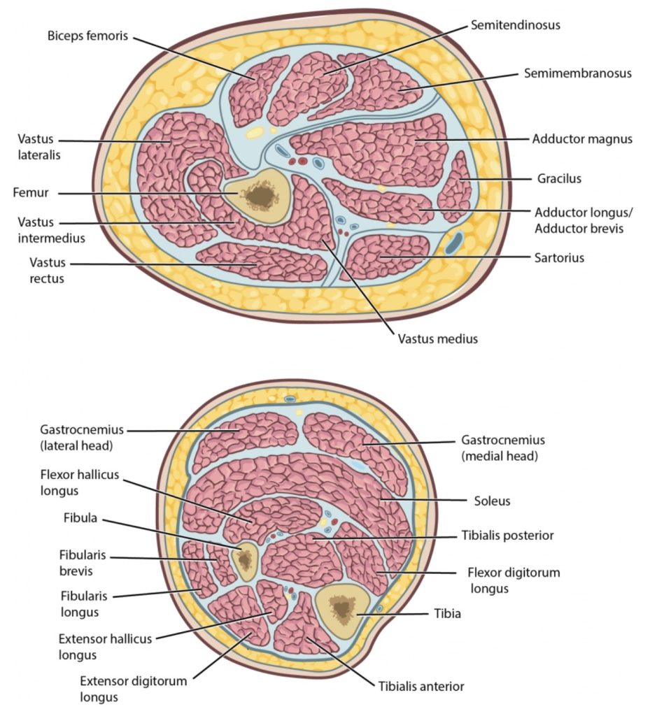 The image shows the different compartments of the leg, including the anterior, posterior, lateral, and deep compartments. Each compartment contains specific muscles, nerves, and blood vessels, which are labeled in the diagram. The compartments are separated by fascia, which helps maintain the organization and function of the muscles.