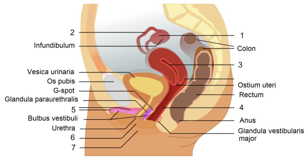 Diagram of Female sagittal section of pelvis