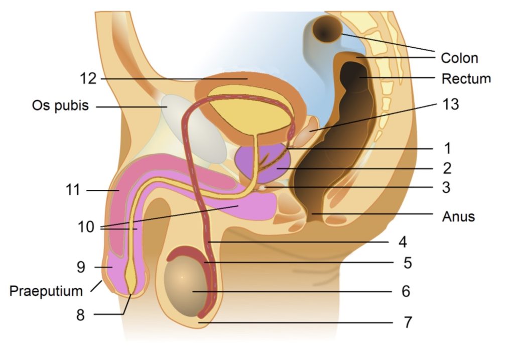 Diagram of male sagittal section of pelvis for labeling