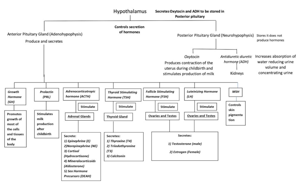 This flow chart details how hormones are secreted by various glands, including the pituitary, thyroid, adrenal glands, and pancreas. It shows the relationships between hormones and their target organs, as well as feedback loops that regulate hormone levels.