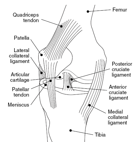 Medial view of the knee showing anatomical features.