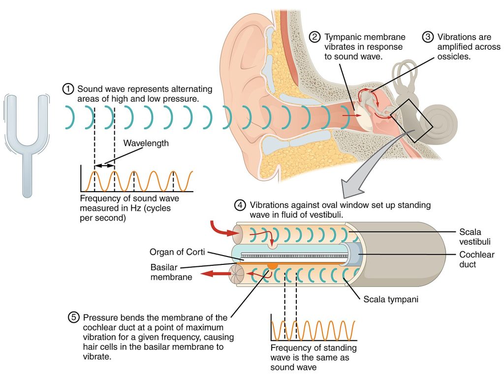 The diagram shows the external ear, middle ear, and inner ear, with labels for structures such as the eardrum, ossicles (malleus, incus, stapes), and cochlea. Arrows indicate the movement of sound waves as they are transmitted through these structures.