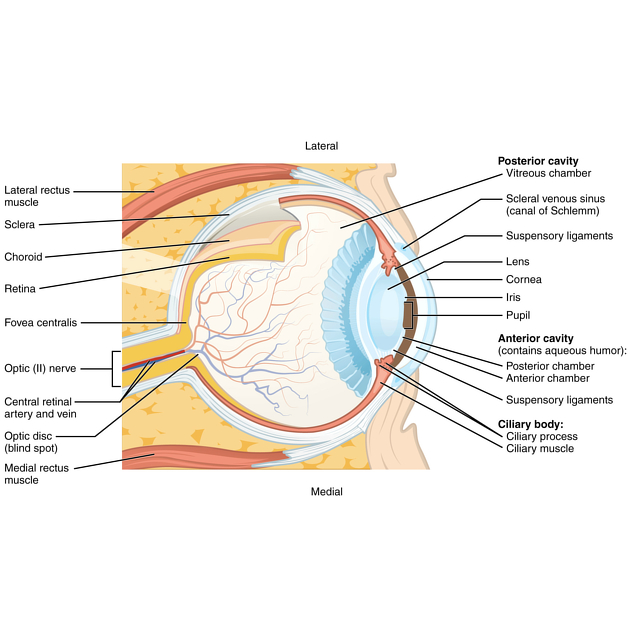 The image labels key parts of the eye, including the cornea, lens, retina, optic nerve, and iris. It shows how light enters the eye, is focused by the lens, and projected onto the retina for visual processing.