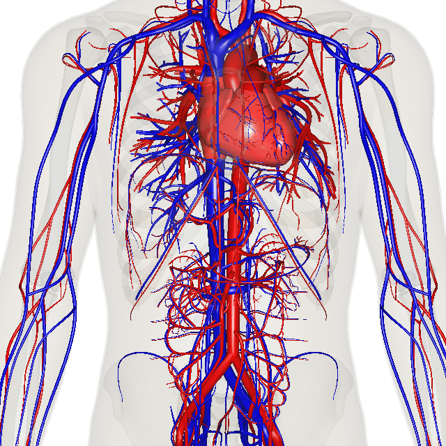 Diagram of the main structures of the Cardiovascular System