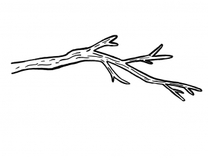 illustration of a branch