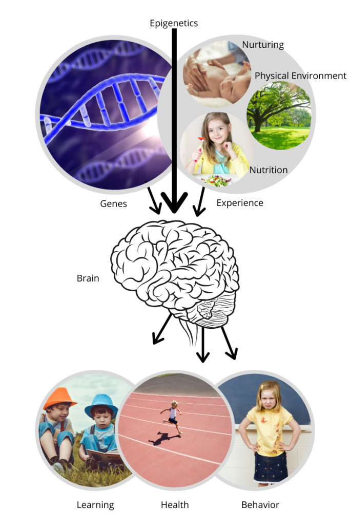 Genes and experiences affect brain development and impact learning, health and behavior.