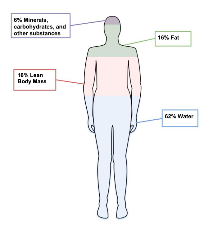 image of body percentage of water, fat, lean body mass, and minerals