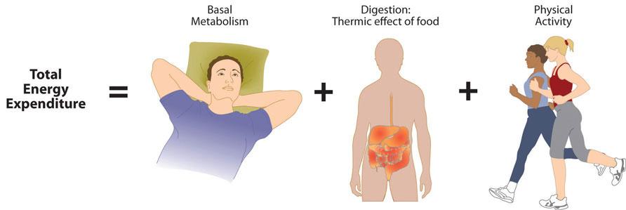 image of man resting/basal metabolism, a diagram of digestion/thermic effect of food, an image of two women jogging/physical activity