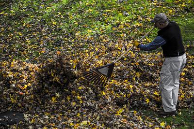 image of man raking leaves