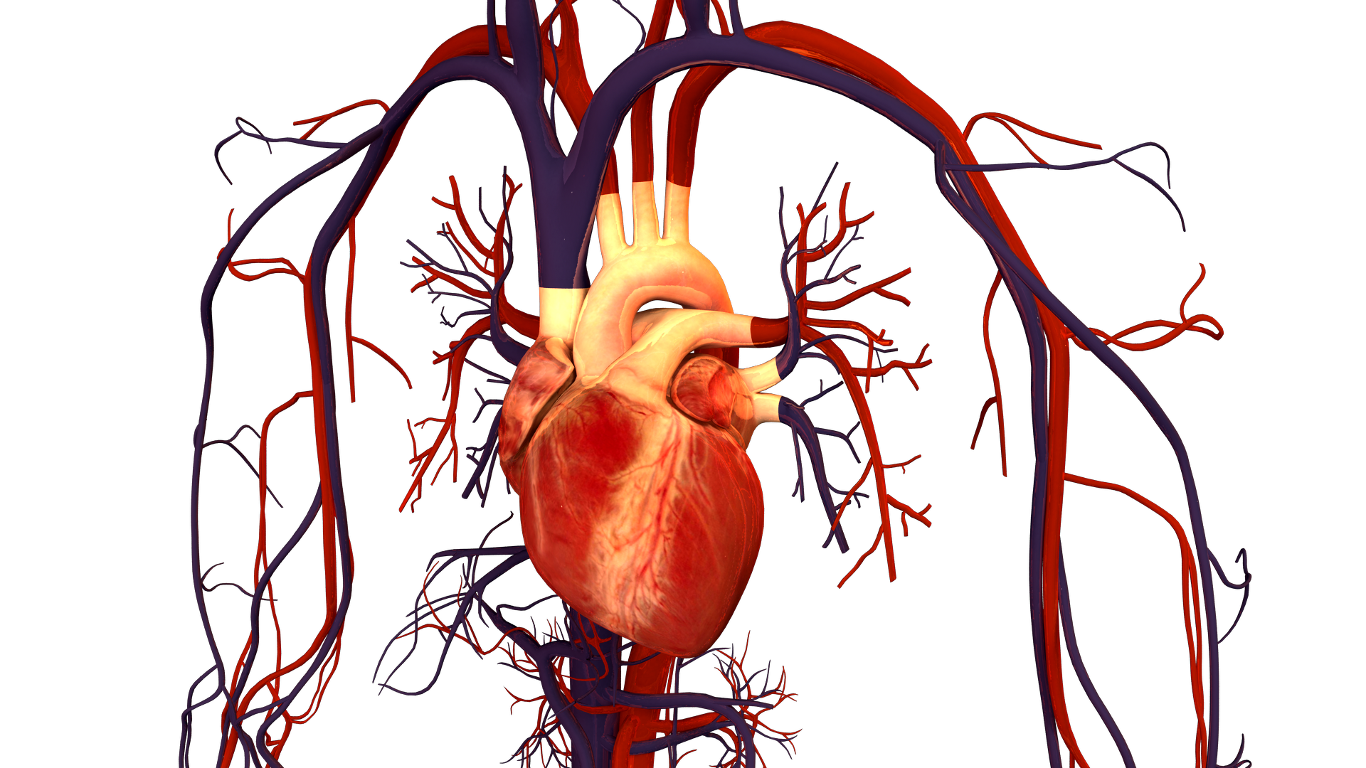 An image of a human heart and circulation surrounding it.