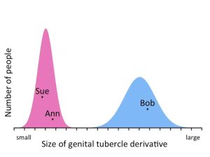 Figure shows distributions of the size of external genitalia in females and males. The distributions are non-overlapping.