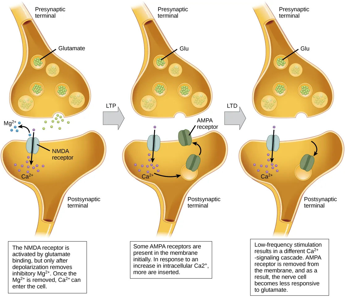 Illustration showing calcium entry through postsynaptic NMDA receptors can initiate two different forms of synaptic plasticity: long-term potentiation (LTP) and long-term depression (LTD).