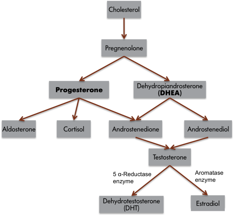 Branching chart showing the biochemical Pathway for Steroid Hormone Synthesis. See caption and text for details.