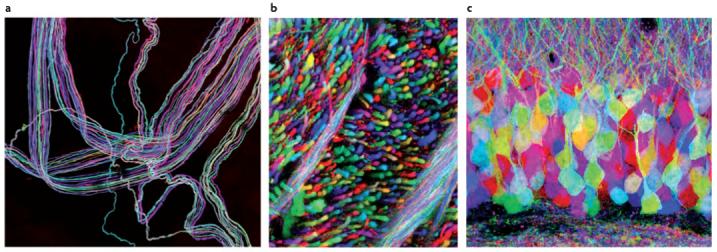 Images of the three brainbows of mouse neurons from Lichtman.