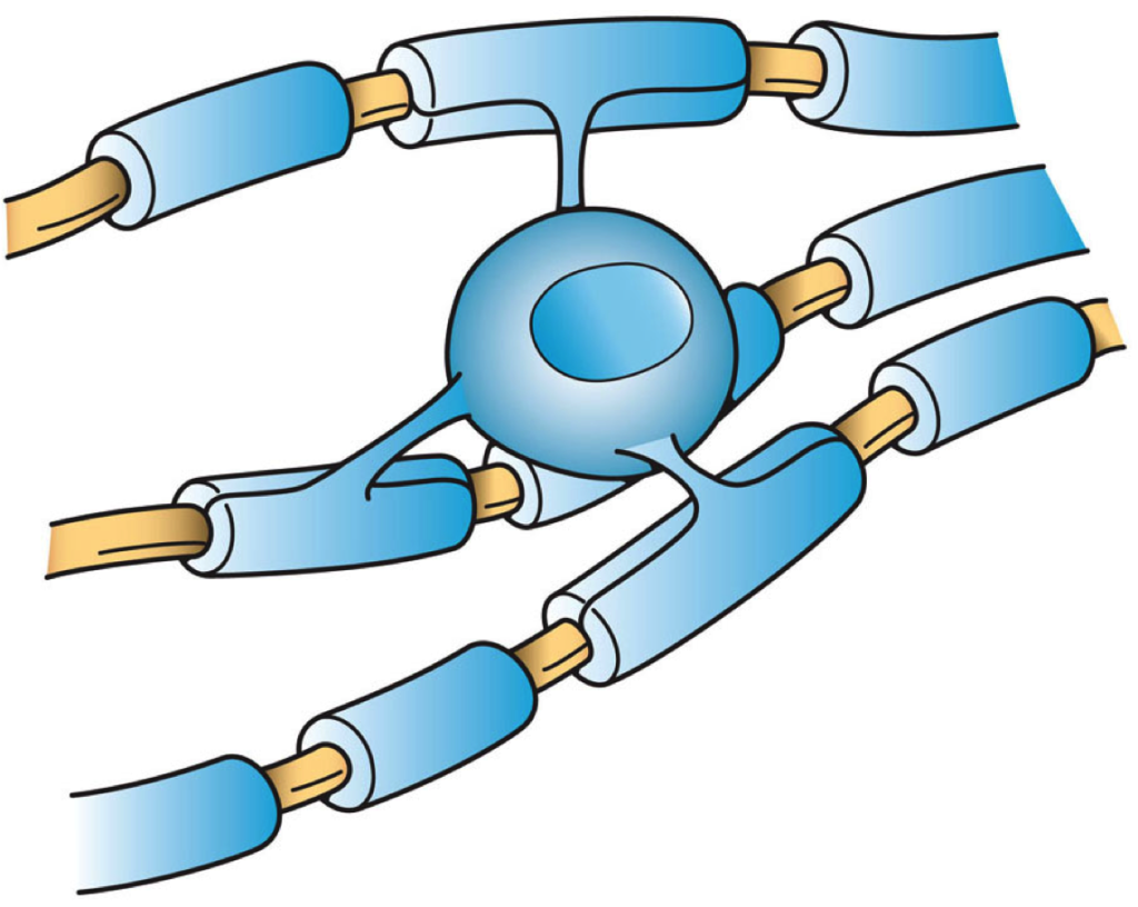 Drawing of the Oligodendrocyte