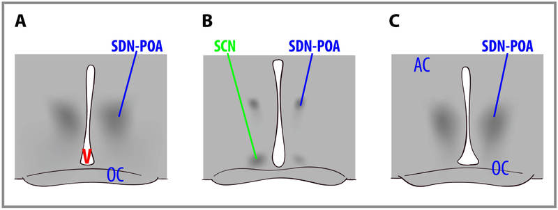 Image of sexually dimorphic nuclei of the preoptic area (SDN-POA) Gonadal steroid hormones have organizing effects upon brain and behavior.