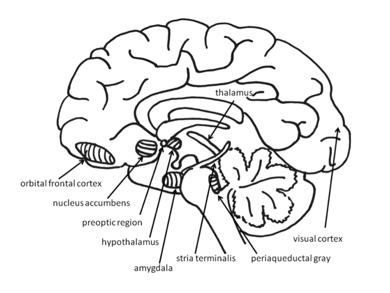 Illustration of the cross section of the brain and its structure