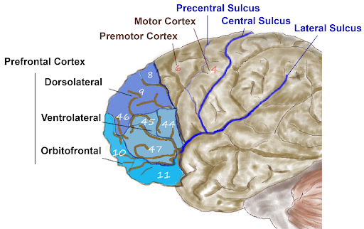 lateral view of the front part of the brain showing the prefrontal cortex and subregions. Details in text and caption.