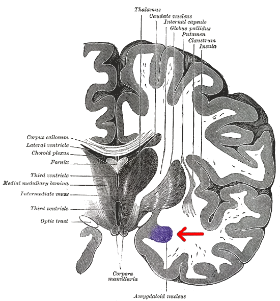 A coronal slice of the brain showing the location of the amygdala.