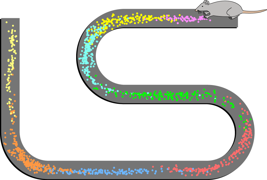 Picture of a rat going into a maze. colored dots depict the rat's location where certain place cells fire. Details in caption and text.