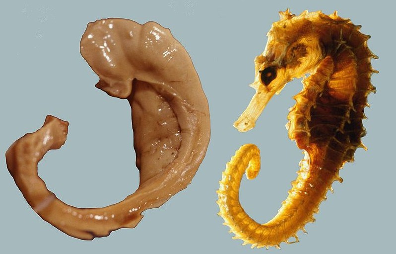 picture of a hippocampus brain region on left and a seahorse on the right.