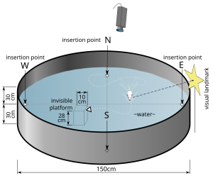 A Morris water maze is used to test spatial navigation and hippocampal function. Details in caption and text.