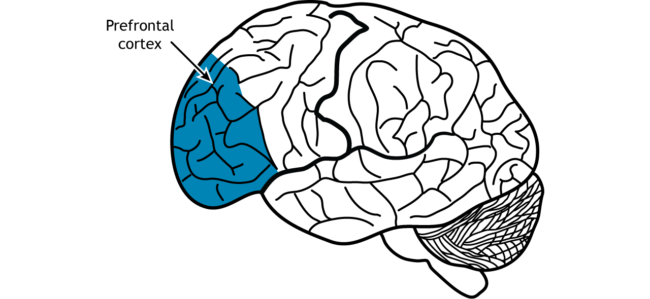 The prefrontal cortex is located in the anterior portion of the frontal lobe. Details in caption and text.