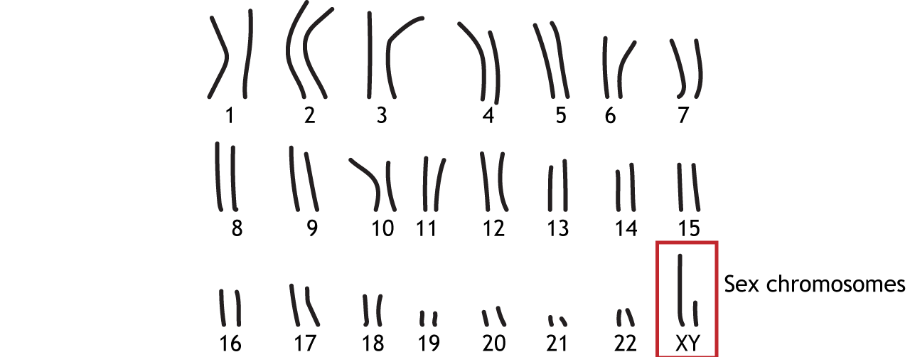 22 pairs of autosomal chromosomes and 1 pair of sex chromosomes. Details in text and caption.