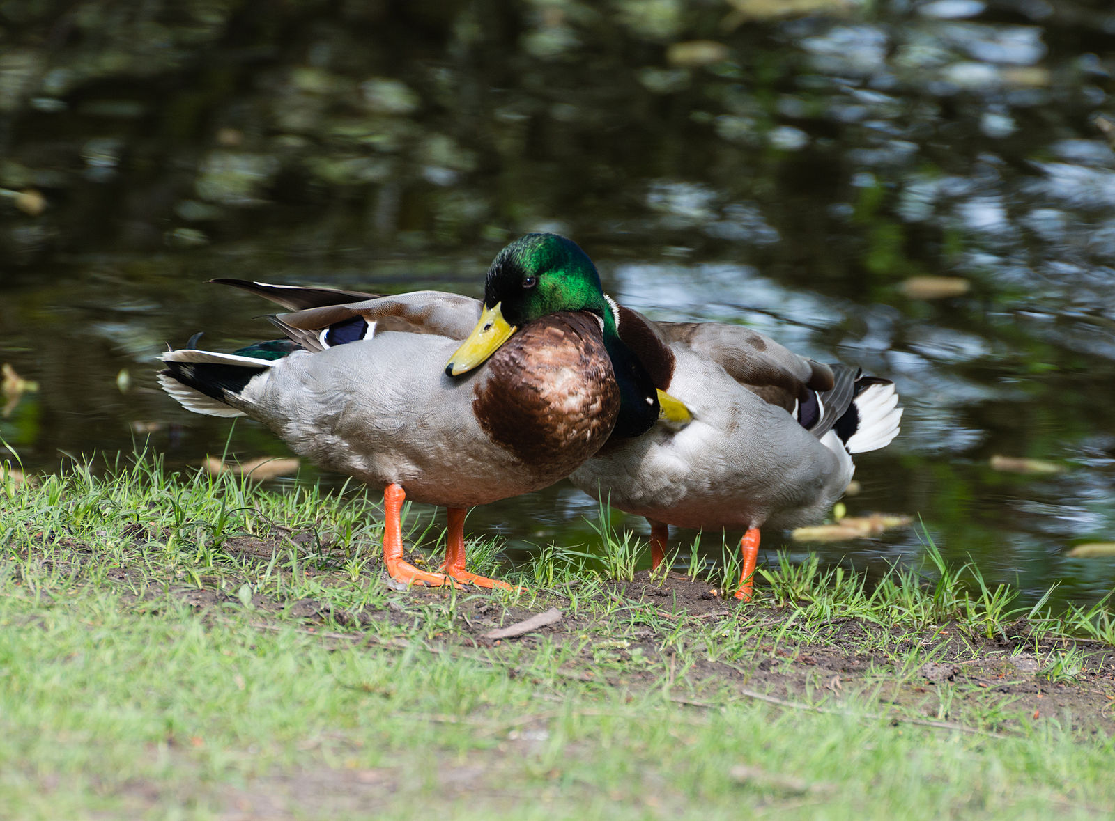 Two male mallard ducks