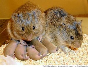 Prairie vole parents with pups.