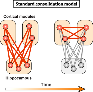 Two panels showing connections between cortical modules and hippocampus for new memories. Over time, the connections between cortex and hippocampus weaken, and the connections within cortex strengthen for consolidation in long-term memory.