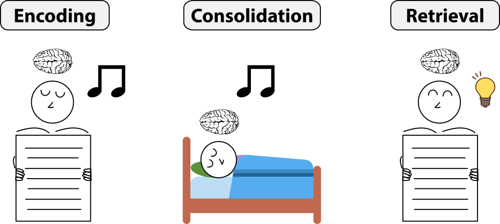 Image shows 3 panels: encoding (or studying); consolidation during sleep; retesting or retrieval without sensory cues. Details are presented in the text and caption.