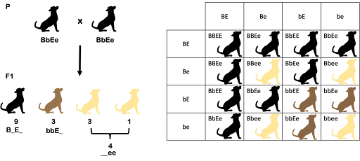 On the left is an Illustration of a dihybrid cross, with two P black dogs (labeled BbEe) giving F1 offspring that are black, brown, or yellow. On the right is a Punnett square that illustrates this cross. Each offspring square has the genotype and a cartoon dog of the appropriate phenotypic color. There are 9 black dogs, 4 yellow dogs, and 3 brown dogs.