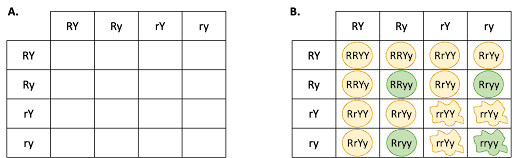 A two-gene Punnett square. On the left is the empty table for the cross RrYy x RrYy. There are four columns: RY, Ry, rY, and ry. There are four rows: RY, Ry, rY, and ry. On the right, the Punnett square has been filled in by copying all of the column headings down and all of the row headings across.