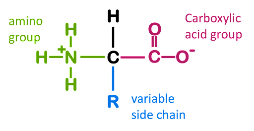 Molecular structure of an amino acid, with four functional groups arranged around a central carbon: NH3+, H, COO-, and R.