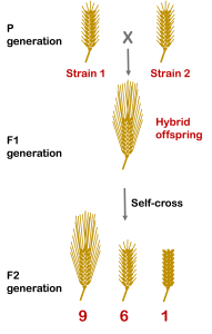 Cartoon image showing a cross between two short-awn parental strains. The F1 offspring have long awns. F1 self-cross gives F2 offspring in a ratio of 9 long awns: 6 short awns: 1 awnless.